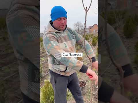 Видео: Як правильно садити хурму #садпавлюка