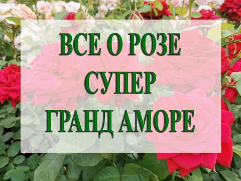 Видео: Все о СУПЕР ГРАНД АМОРЕ!!  СМОТРЕТЬ ДО КОНЦА!! И Вы все узнаете!!
