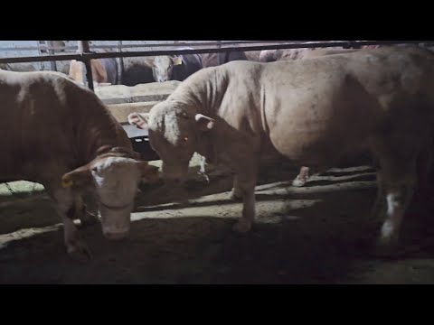 Видео: Откорм бычков, причины плохого привеса и аппетита.