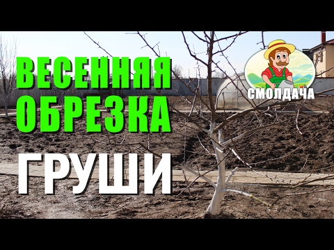 Видео: Как правильно обрезать грушу / Обрезка груши весной