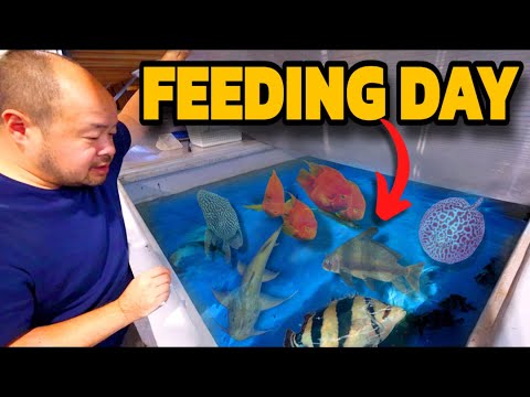 Видео: За кулисами: как мы поддерживаем нашу рыбу в идеальном состоянии! 🐟💪