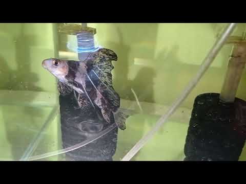 Видео: Неизвестный ЗВЕРЬ в аквариуме Обзор аквариумных рыбок на разводне Моя разводня