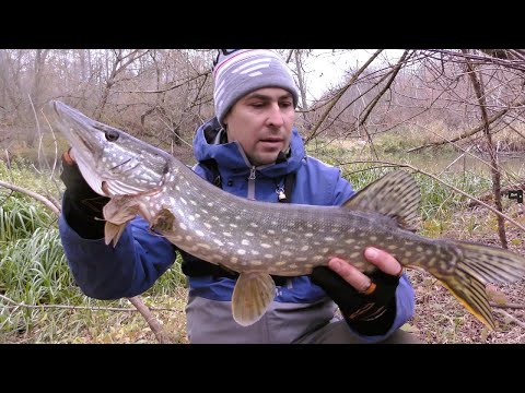 Видео: Добре Що Взяв Силікон. Кльов Щуки на Джиг