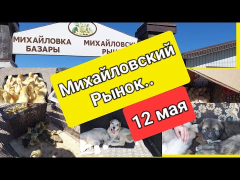 Видео: Караганда. Михайловский рынок (птичий) 12 мая 2024г.