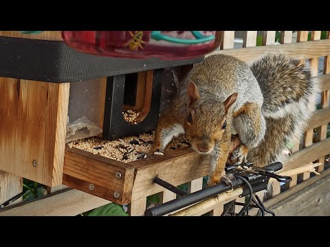 Видео: 🐿️📺🐦Bird feeding online cam | Пані Годівниця онлайн