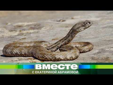 Видео: Нашествие змей в Армении