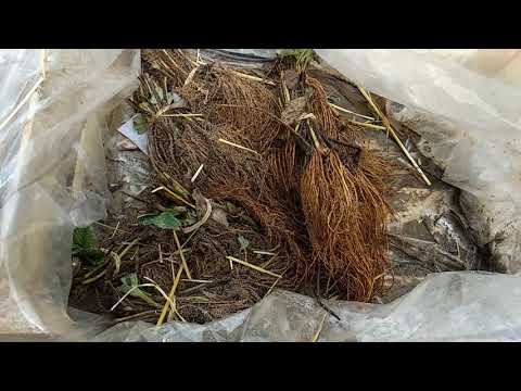 Видео: Клубника фриго , вся правда.