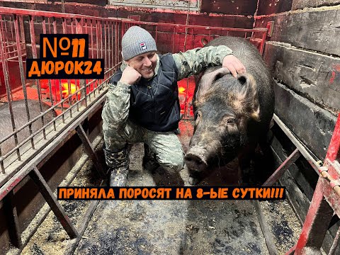Видео: №11 Агрессивная свиноматка всё-таки приняла поросят!