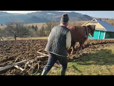 Видео: Оранка у лютому. коні в роботі