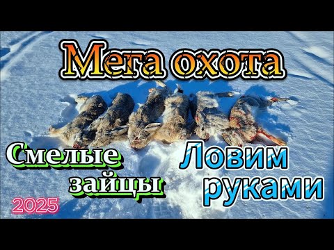 Видео: Зайца ловим руками Охота на зайца 2025