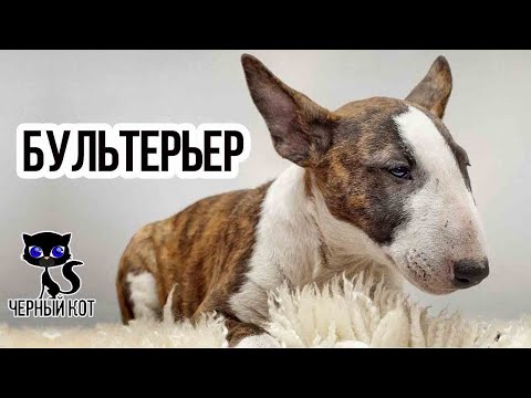 Видео: ✔ Бультерьер, 5 причин завести БУЛЬТЕРЬЕРА. Кому не стоит заводить эту породу?