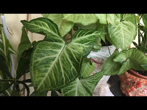 Видео: ПОЛИВ КОМНАТНЫХ РАСТЕНИЙ ЗИМОЙ!