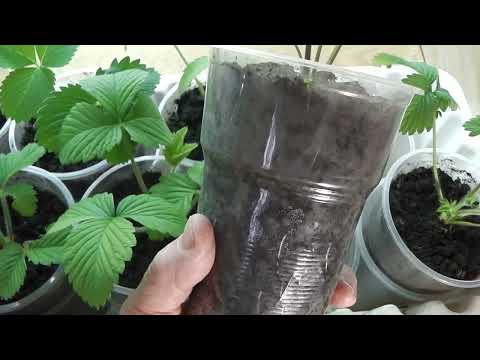 Видео: КЛУБНИКА   ФРИГО ПОСАЖЕННАЯ В СТАКАНЧИКИ , ПОЧЕМУ  ВЯНЕТ И СОХНЕТ,  ОТВЕЧАЮ НА ВОПРОСЫ  ПОДПИСЧИКОВ