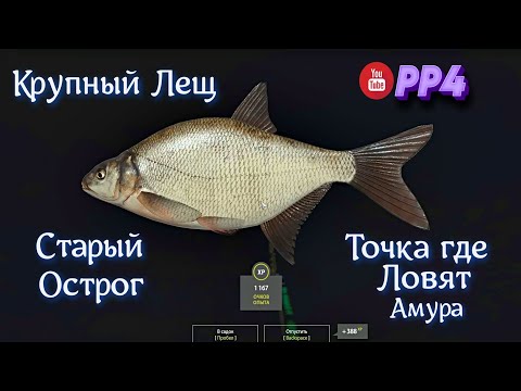 Видео: Старый Острог • Лещ крупный • РР4 • Русская рыбалка 4 • "Новая точка" • 26.03.2024