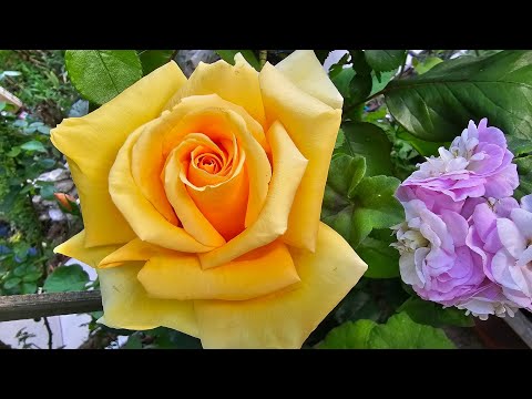 Видео: Ужасный месяц апрель: ледяной ветер,заморозки...Одни разочарования.Жалко растений