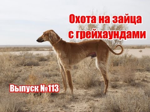 Видео: Охота на зайца с грейхаундами | Выпуск №113 (UKR)
