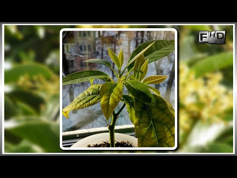 Видео: Как вырастить Авокадо из косточки дома (часть 6)
