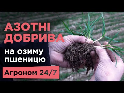 Видео: Азотні добрива на озиму пшеницю | Аміачна селітра | Сульфат амонію | Озимина | Агроном 24/7