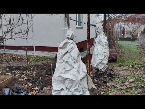 Видео: Укриття Ківі від морозів