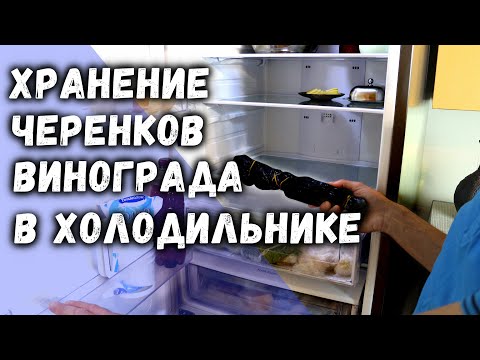 Видео: Хранение черенков винограда в холодильнике.