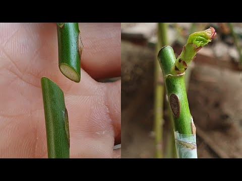Видео: прививка розы | Простой способ прививки розы