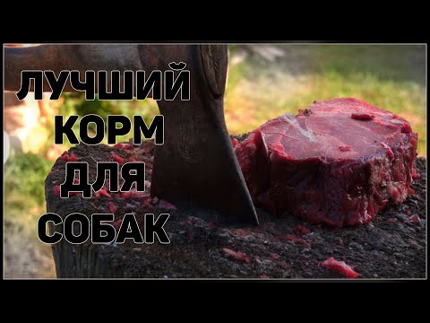 Видео: ЛУЧШИЙ корм для собак! Кормление гончих собак сырым мясом. Щенки русской пегой гончей.