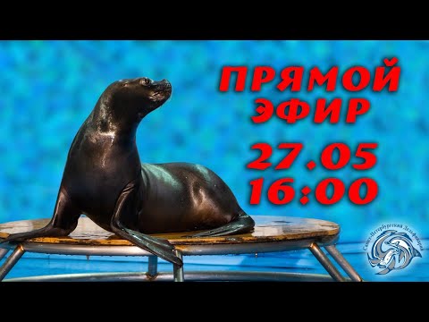 Видео: Главные артисты в Дельфинарии Санкт-Петербурга не только дельфины!