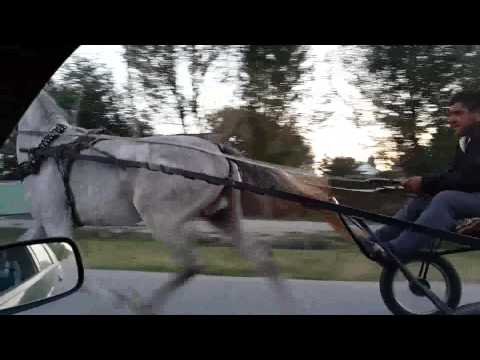 Видео: Орловский рысак "изумруд" г. Тараз