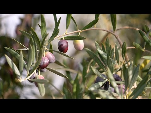Видео: Оливковое масло — это образ жизни. Как выращивают оливки в Испании