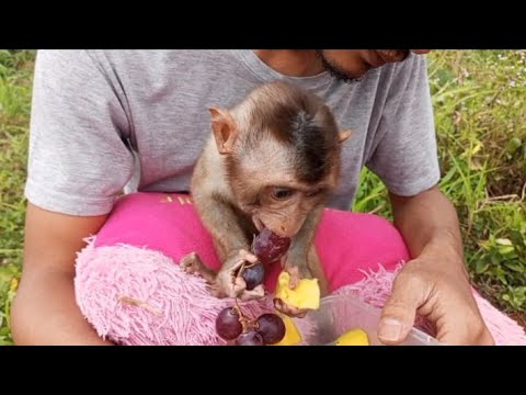 Видео: Ох, бедняжка‼️Возможно, это первый раз, когда Джони пробует виноград😟🤗😋♥️