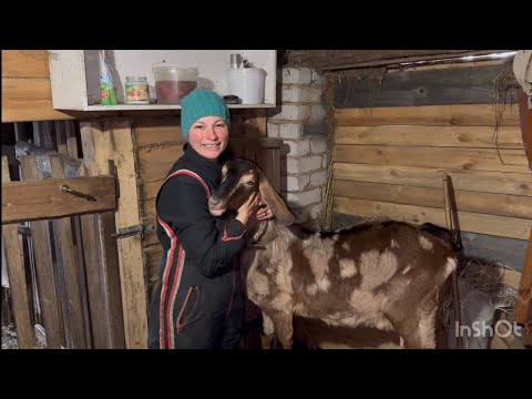 Видео: Сколько козы-первокотки дают молока/опять пополнение😍/ кого продаю