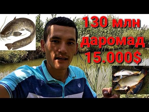 Видео: БАЛИК БОК,ИШ БИЗНЕСИ 130 млн фойда