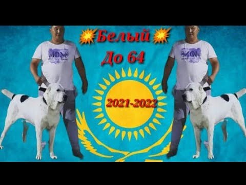 Видео: Белый Чемпион Средни Азии до 64кг вл.Бауыржан агамыз