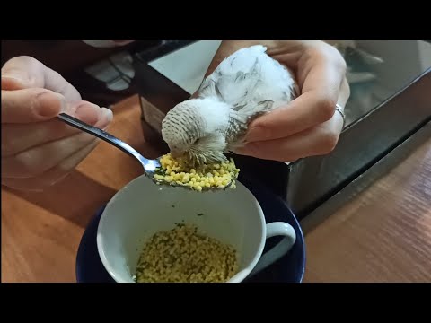 Видео: Отсадили птенцов ВВП. Кормим с ложки!