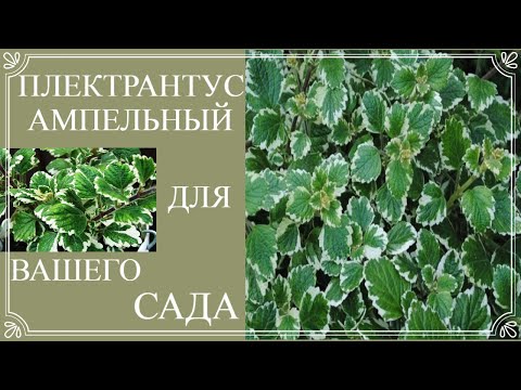 Видео: Обязательно посадите это растение в саду. Плектрантус Ампельный  Для солнца и тени. Не требует ухода