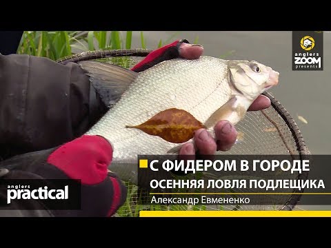 Видео: С фидером В ГОРОДЕ. Осенняя ЛОВЛЯ ПОДЛЕЩИКА. Александр Евмененко. Anglers Practical