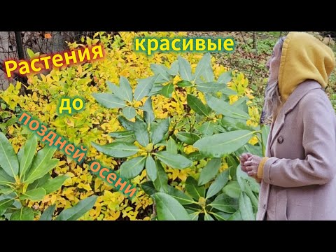 Видео: Ноябрь, но сад красив с этими растениями 🍂