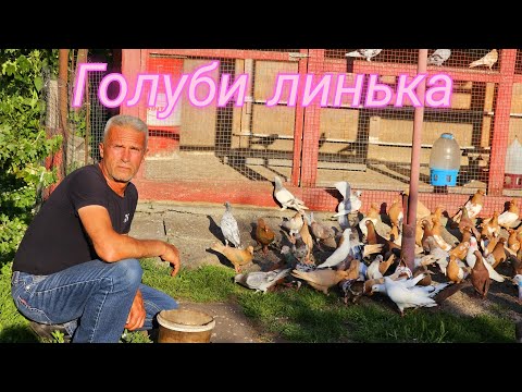 Видео: Голуби началось - Линька