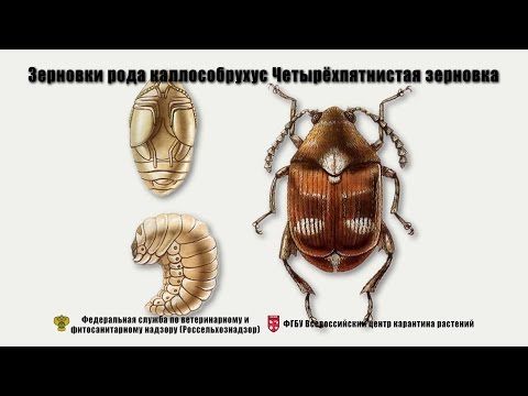 Видео: Зерновки рода каллособрухус Четырёхпятнистая зерновка