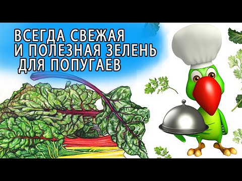 Видео: КАК ВЫРАСТИТЬ ЗЕЛЕНЬ ДЛЯ ПОПУГАЯ В ГОРШКЕ
