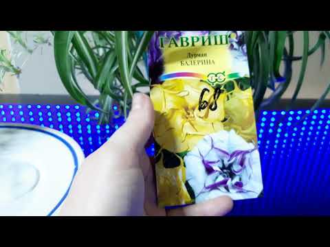 Видео: Началась посевная😉сею дурман, ( датура) и бругмансию.