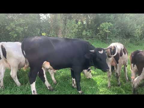 Видео: Старая корова и её потомство.