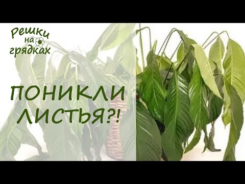 Видео: Поникли листья после пересадки Что делать?