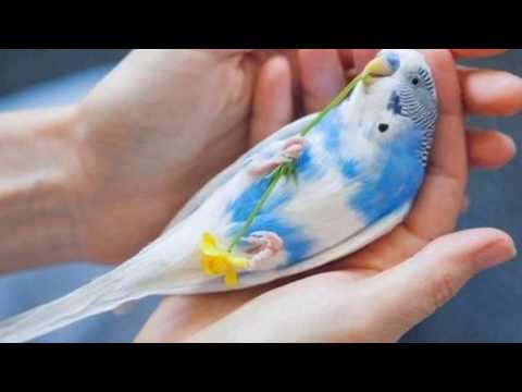 Видео: 14 частых ошибок у владельцев волнистых попугаев // правильный уход и содержание