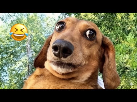 Видео: Самые смешные животные 2025 года 🤣😅 Новые смешные кошки и собаки