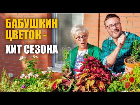 Видео: Чем обработать цветы и забрать их с участка?