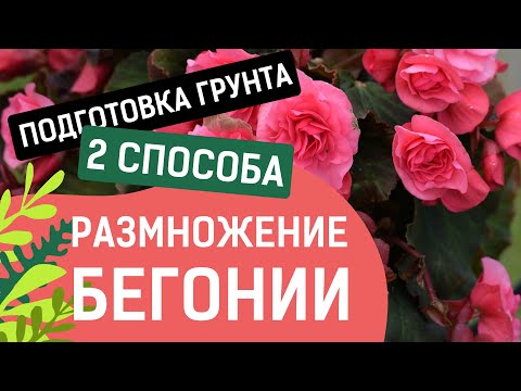 Видео: САМЫЙ ЛУЧШИЙ СПОСОБ ЧЕРЕНКОВАНИЯ КЛУБНЕВОЙ БЕГОНИИ!!!