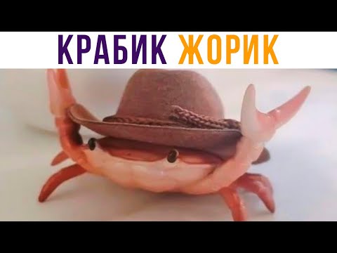 Видео: ЗНАКОМЬТЕСЬ, ЖОРИК))) Приколы | Мемозг #544