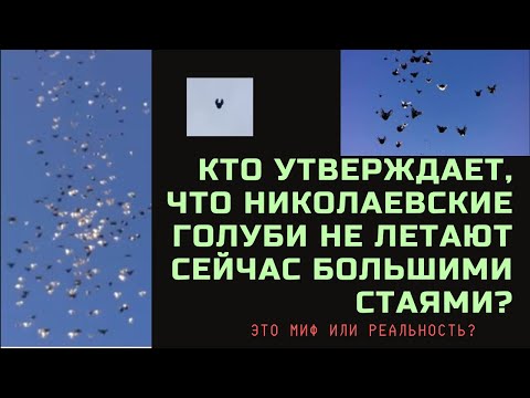 Видео: Кто утверждает, что николаевские голуби не летают сейчас большими стаями? Это миф или реальность?