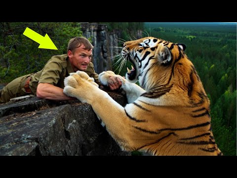 Видео: Он рискнул жизнью, чтобы спасти тигра Реакция зверя поразила всех!